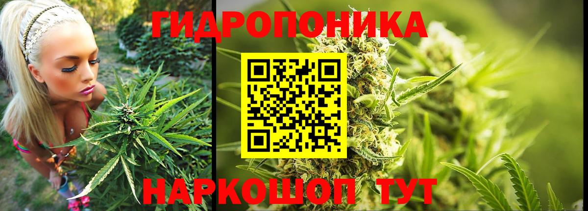 Конопля индика Клин